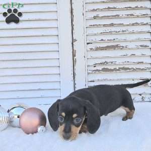 Rocket, Dachshund Puppy